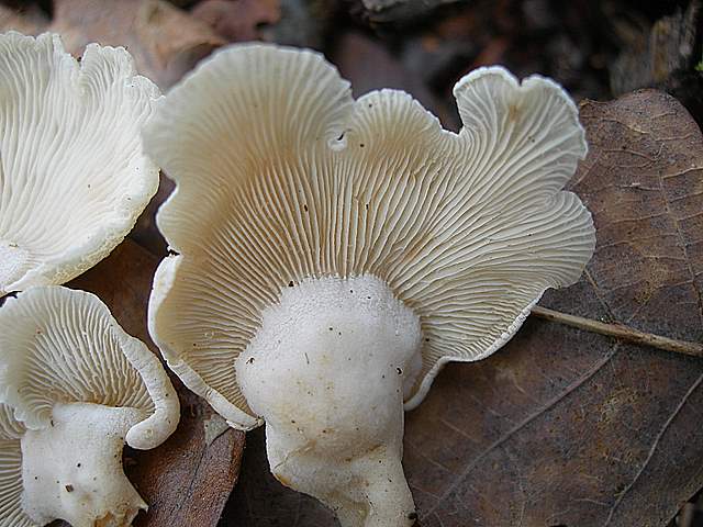 Panellus stipticus var. albidotomentosus  ?